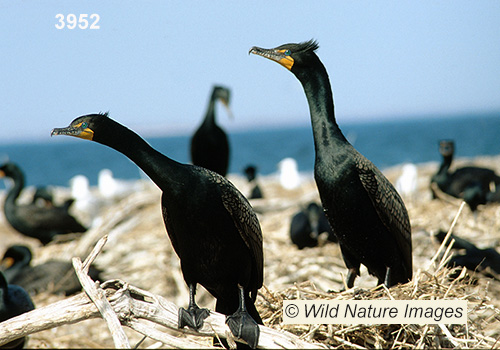 Double-crested Cormorant (Phalacrocorax auritus)